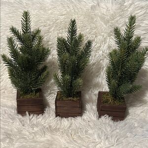 Set of Three Miniature Pine Trees in Wooden Boxes from Target